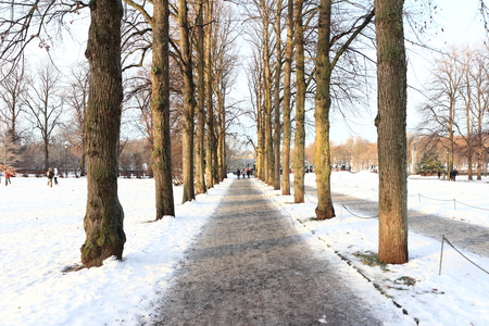 snowy walkway through winter forestの写真素材