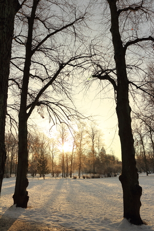 Winter forest with sun shining through treeの写真素材
