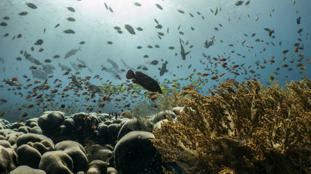 Indonesia diveの写真素材