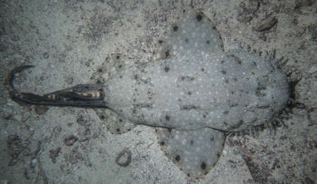 shark carpetの写真素材