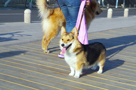 Zhanqiao, Qingdao, May 23, 2017 :walking with doggie under sunsetのeditorial素材