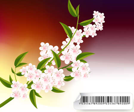 apricot and Cherries blossoms Illustration.のイラスト素材