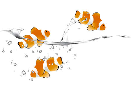 three clown fish swimming and jumping free.のイラスト素材