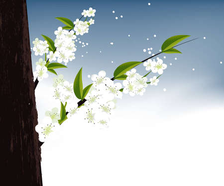 apricot and Cherries blossoms Illustration.のイラスト素材