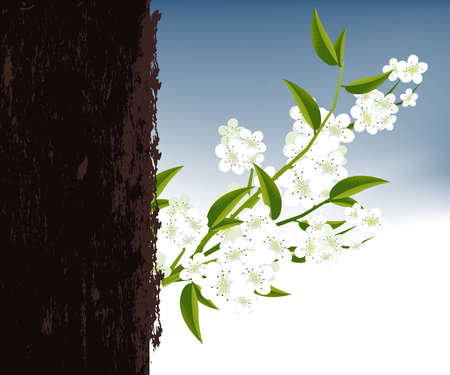 apricot and Cherries blossoms Illustration.のイラスト素材
