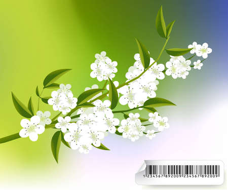 apricot and Cherries blossoms Illustration.のイラスト素材