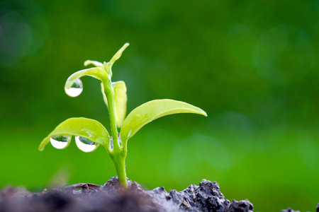 Growing seedlings for water and sunlight and growing in on fertile soil  on natural green background