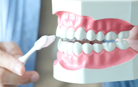 hands of a dentist, he is demonstrating how to brush your teeth properly. To clean the teeth and...