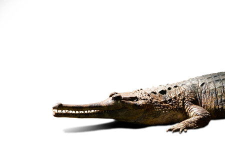The crocodile's head and body have strong front legs. . On a white background.with clipping pathの写真素材