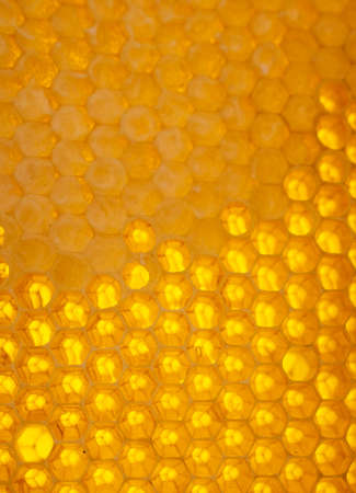 Honeycombs background. Fresh honey. Natural organic bee product. Healthy lifestyle. Close-up photo....