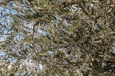Olive oil trees full of olives. Harvest ready to made extra virgin olive oil.の写真素材