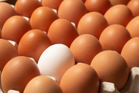 Chicken brown and white fresh raw eggs in a carton container. Ingredients for cooking. Concept for...