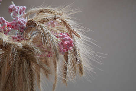 Golden wheat and frozen viburnum. Closeup of ripe ears of wheat. Selected focusの写真素材