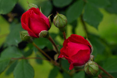 Two red roses with leaves on green background. Perfect flowerの写真素材