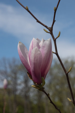 Magnolia flower blossom. Spring is awaking. Magnolia blossoming in spring. Bluering backgroundの写真素材