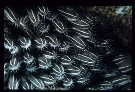 Arrayの写真素材