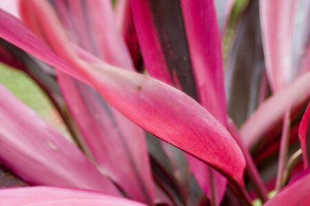 Pink leafの写真素材