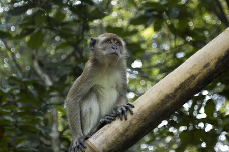 monkey in treeの写真素材