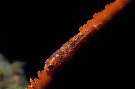 Whip Coral Gobyの写真素材