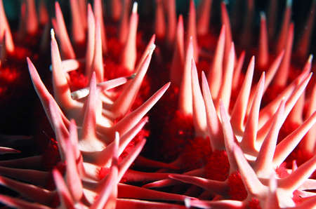 Crown of Thorns