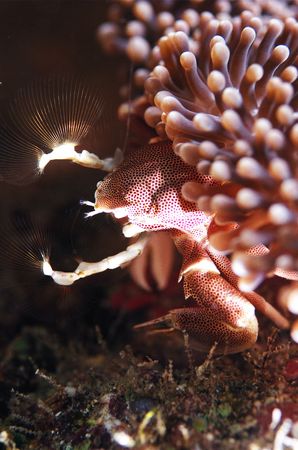 porcelain crabの写真素材