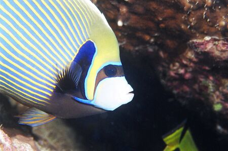 Angel Fish
