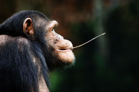 Chimpanzeeの写真素材