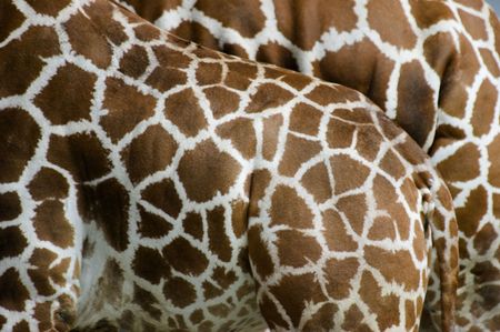 Giraffeの写真素材
