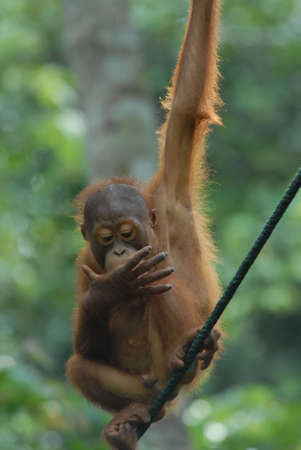  Orang Utanの写真素材