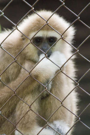 Rehabilitating a Gibbon