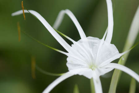 White Tropical Flowerの写真素材
