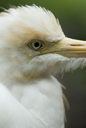 The face of a birdの写真素材