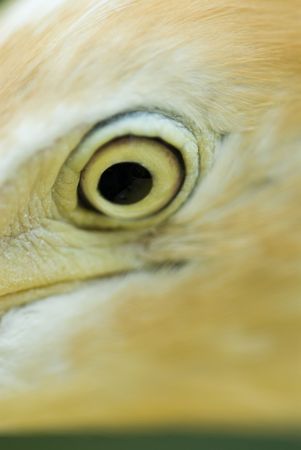 Closeup of a birds eyeの写真素材