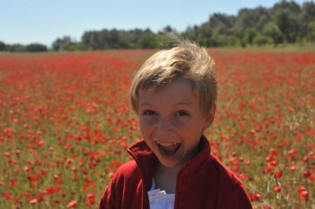 Poppy Field In Springの写真素材