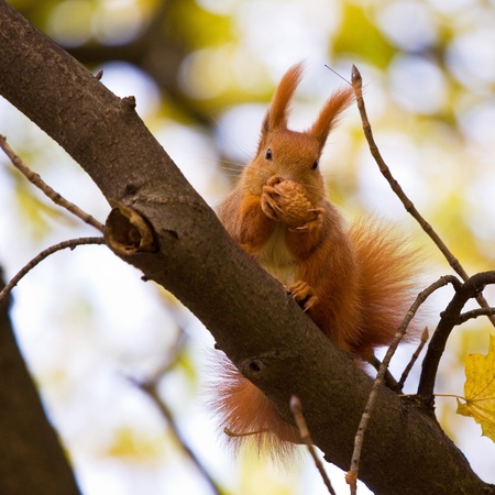 Red squirrel in the natural environmentの写真素材