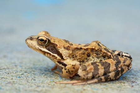 Young wet toad sitting on the concreteの写真素材