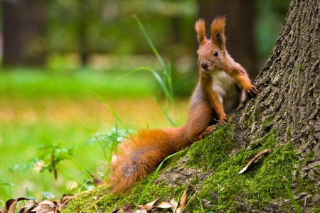 Red squirrel in the natural environmentの写真素材
