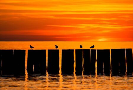 Sun set by the sea with pier and birds silhouettesの写真素材