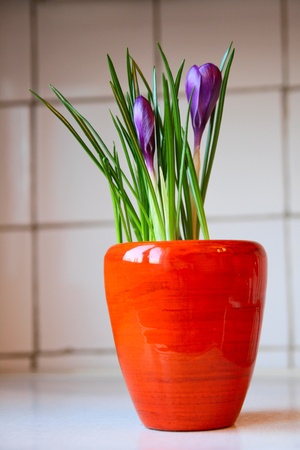 Violect crocus in a potの写真素材