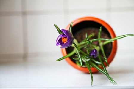 Violect crocus in a potの写真素材