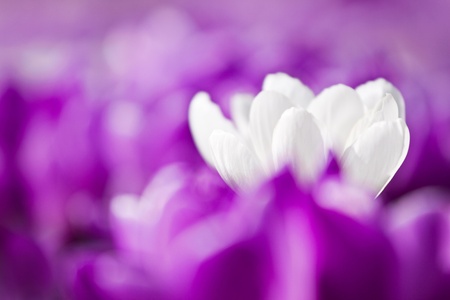 White crocus in a violet crocuses carpetの写真素材