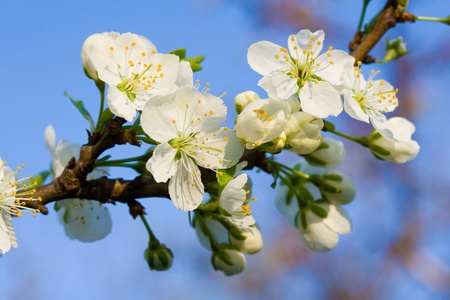 White cherry flowerの写真素材