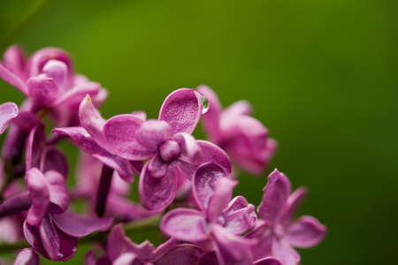 Common lilac closeupの写真素材
