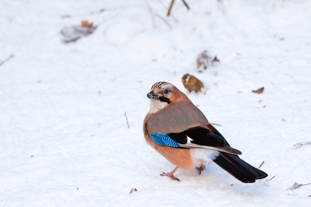 Jay in snowy Warsaw parkの写真素材