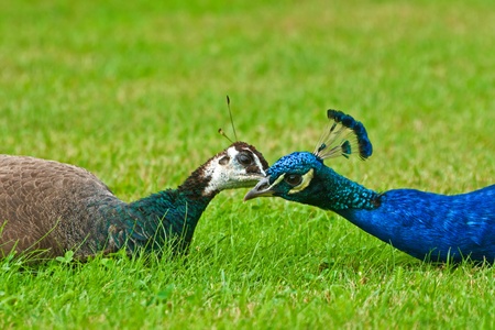 Pair of peacocks on the grassの写真素材