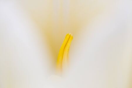 White tulip shallow dof interiorの写真素材