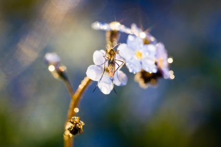 Blue forget-me-not flower with a mosquito on itの写真素材
