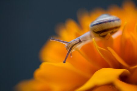 Small snail on orange flowerの写真素材