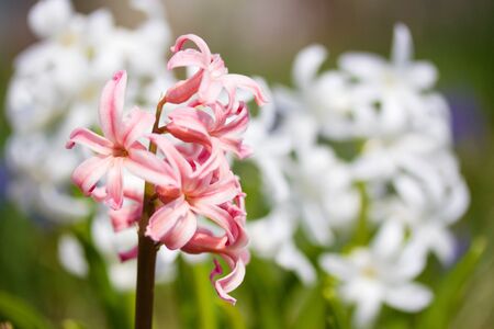 Bright hyacinths on the green backgroundの写真素材