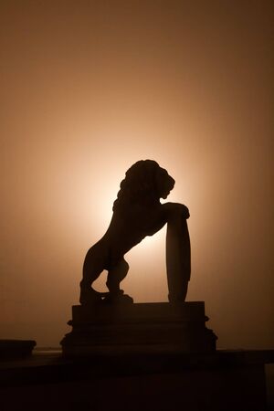 Lion silhouette during the misty nightの写真素材